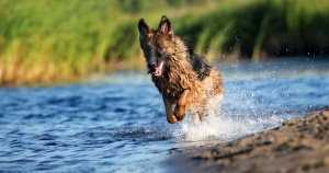 german shepherd running in water
