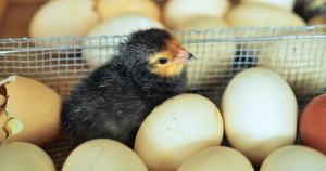just hatched little black chick among unhatched eggs