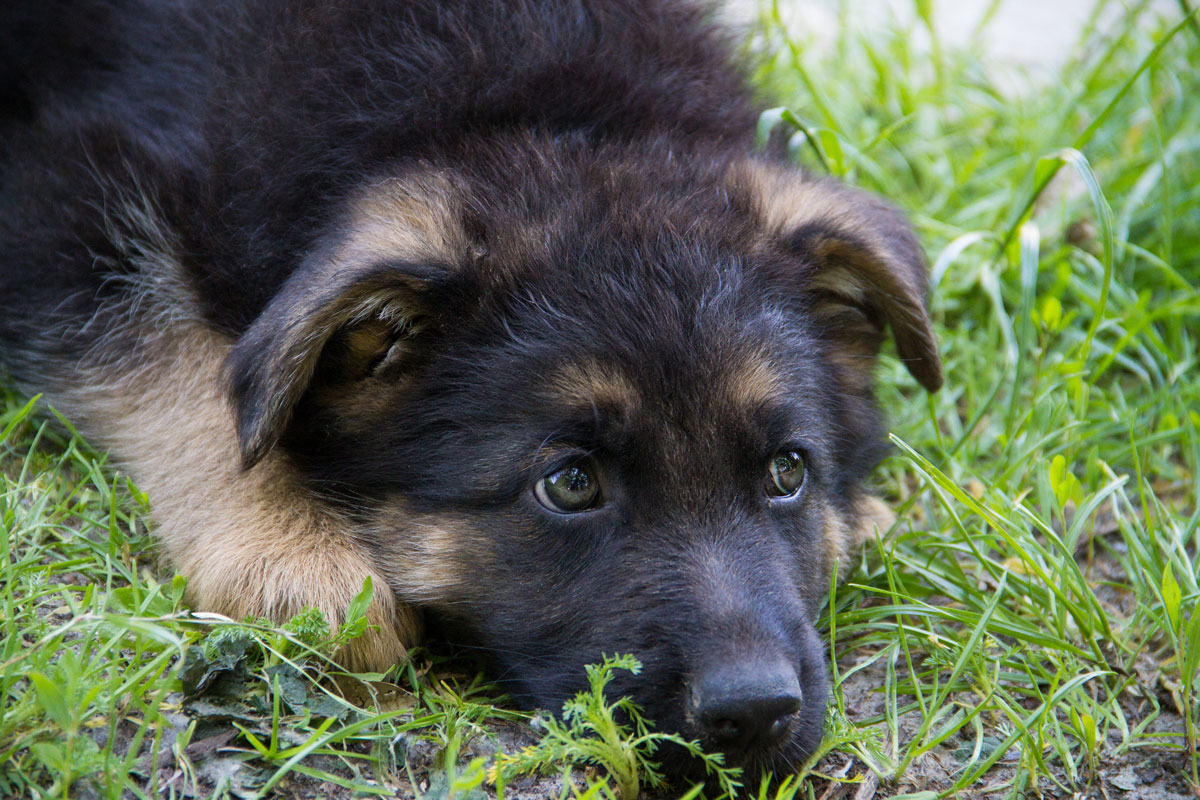 german shepherd puppy laying in grass
