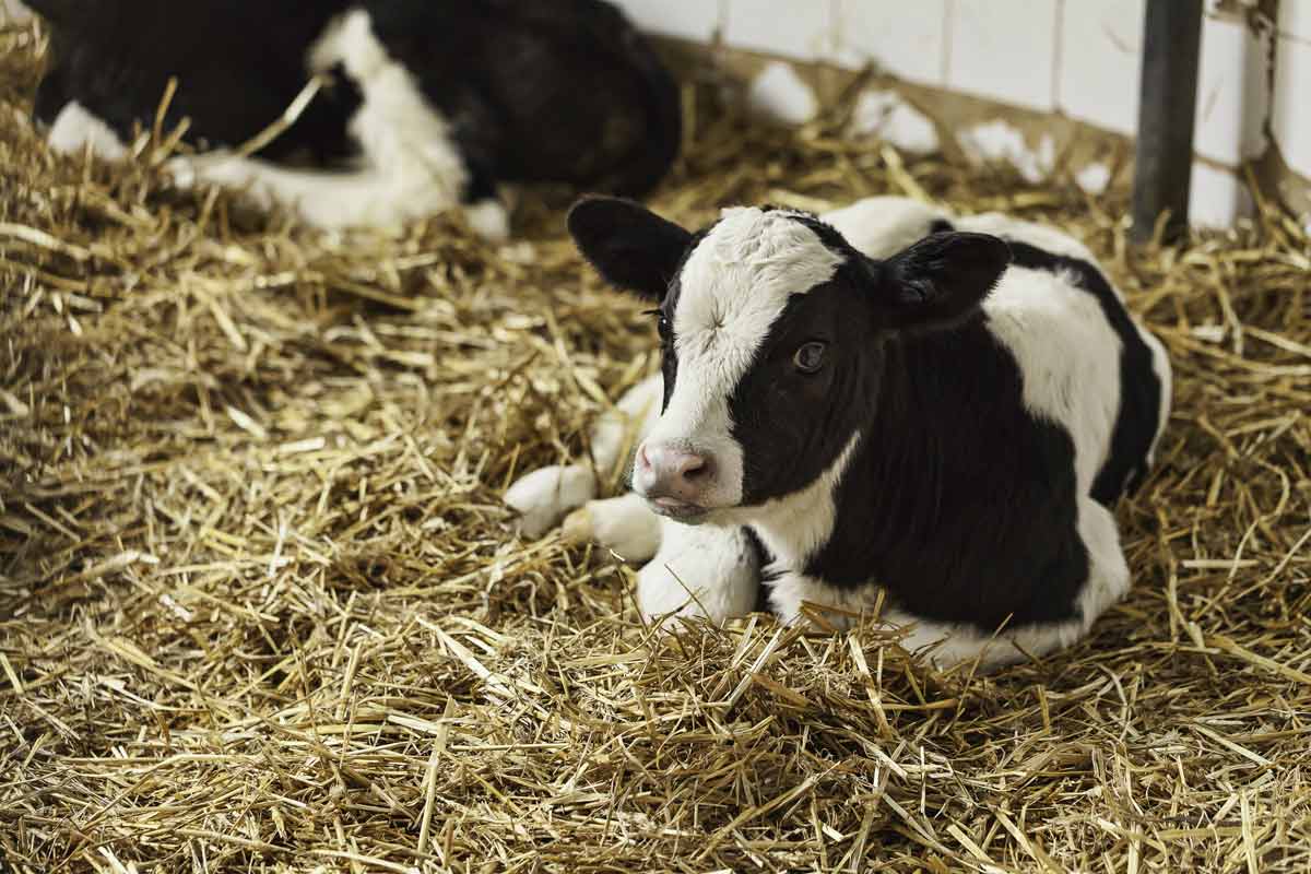 calf laying down in hay