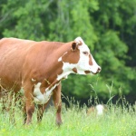 cow-green-pasture_facebook