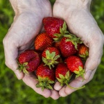 holding-strawberries_medium
