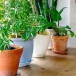 plants in pots