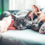sleeping-cats_medium