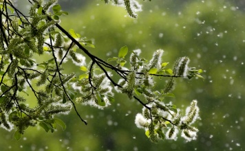 A Breakthrough Solution for Seasonal Allergies