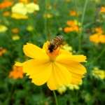 yellow-flower-pollen_medium