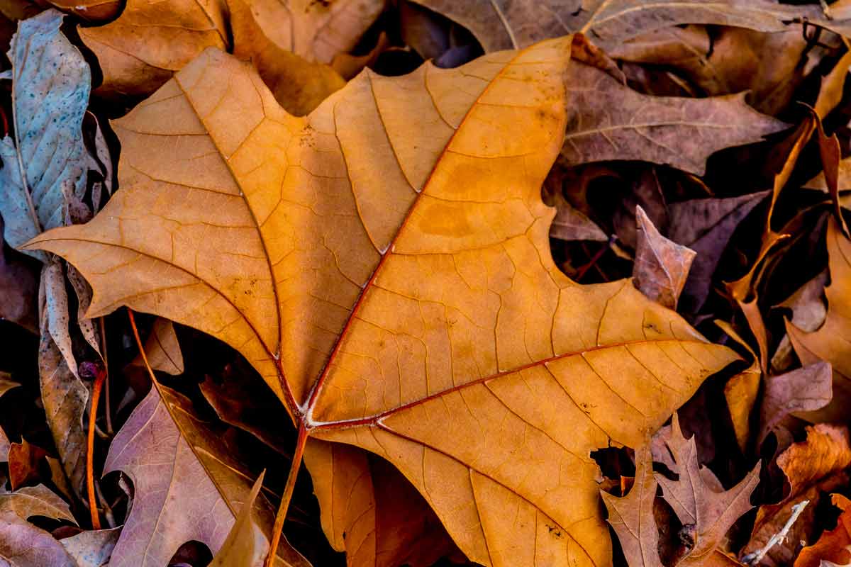 closeup-maple-leaf_medium