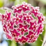red-hoya-flowers_medium