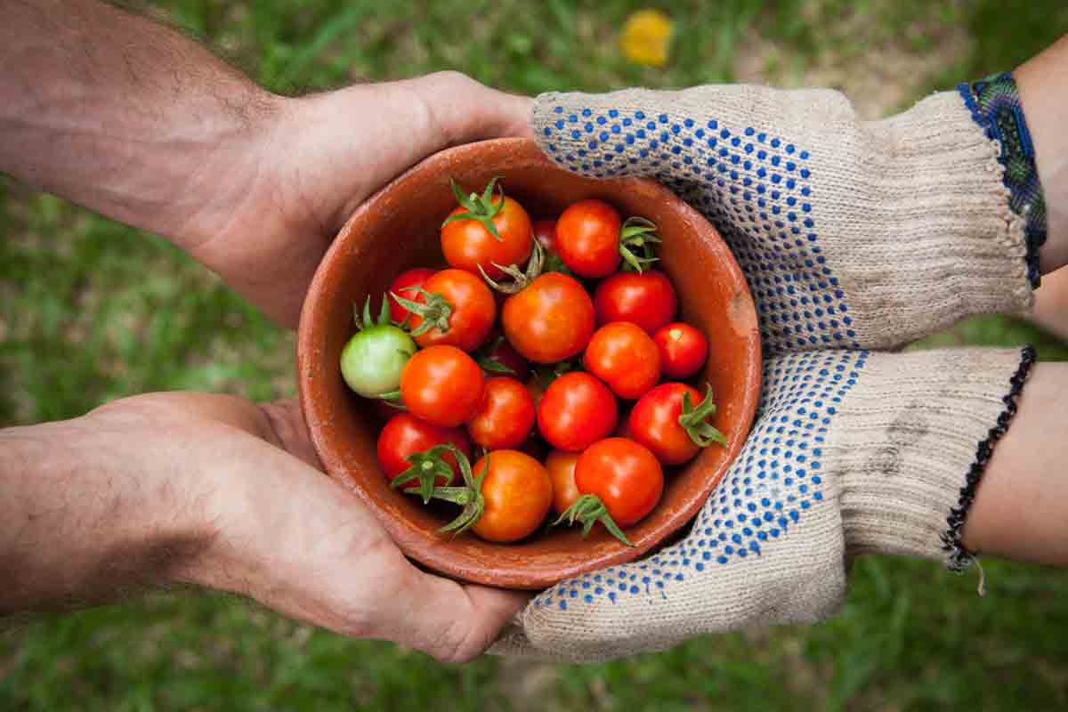 four hands holding a bowl of tomatos