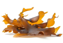 Brown Seaweed’s Amazing Anti-Cancer Effects are Scientifically Validated