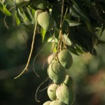 exotic fruit helps shed fat