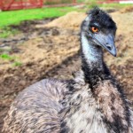 emu oil for hair loss