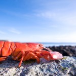 anti aging antioxidant