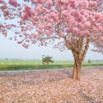 traditional remedies