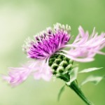 benefits of milk thistle