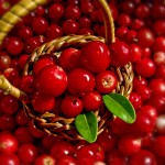 benefits of lingonberries
