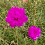 benefits of purslane