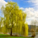 willow bark benefits