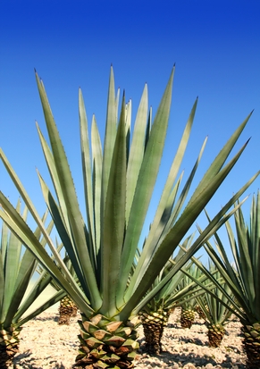 Is agave nectar good for you?