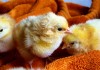 baby chicks