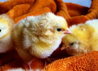 baby chicks