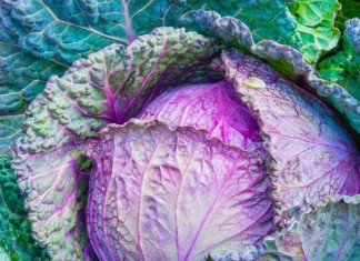Should Doctors Prescribe Plants?
