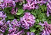 This Herbal Pain Treatment is as Strong as Morphine