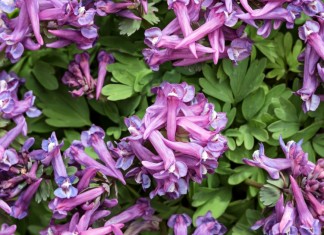 This Herbal Pain Treatment is as Strong as Morphine