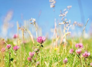 Field of red clover