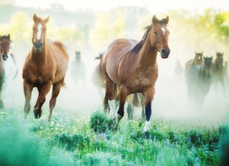Horses running to pastures on a foggy morning. Photographed on a Montana ranch.