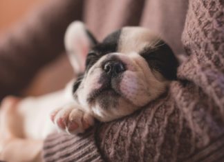 Are Plant-Based Diets Good for Dogs?