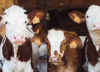 A Major Election Win for Animal Welfare 3 cows posing for a picture