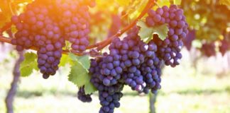 Red grapes on the vine. Vine grape fruit plants outdoors by sunset