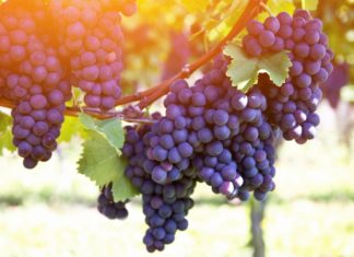 Red grapes on the vine. Vine grape fruit plants outdoors by sunset