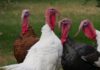 Ten Truly Terrific Turkey Alternatives