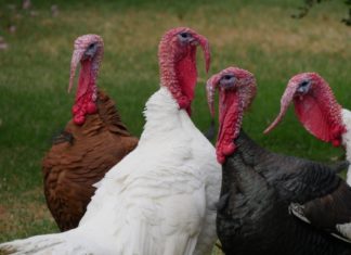 Ten Truly Terrific Turkey Alternatives