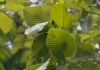 leaves of Kramtom tree