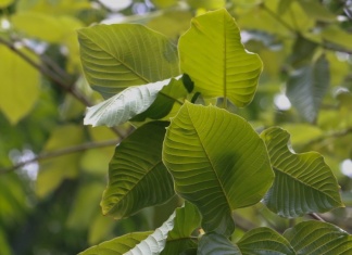 leaves of Kramtom tree