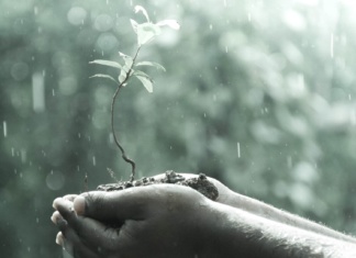What if You Went Meatless for Just One Day? The Shocking Impact of Our Food Choices A man's hands cradling a sapling in the rain