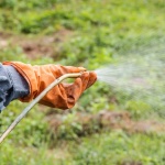 gloved hands spraying pesticides on weeds