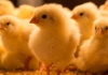 closeup of several cute one day old chicks