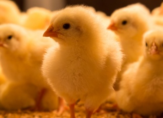 closeup of several cute one day old chicks