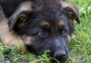Hollywood Premiere Cancelled for Animal Cruelty german shepherd puppy laying in grass