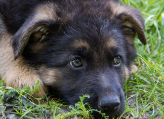 Hollywood Premiere Cancelled for Animal Cruelty german shepherd puppy laying in grass