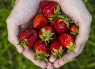 “Food Computers” Can Grow Crops Almost Anywhere cupped hands holding strawberries