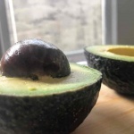 avocado-on-bard_medium