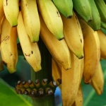 banana_medium