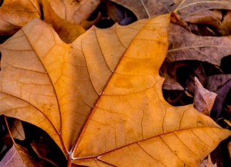 A Gift from the Trees How Maple Syrup Extract Fights Superbugs