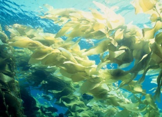 Wakame Offers Powerful Health Benefits from the Sea