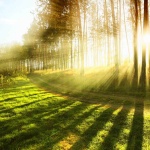 sunshine-nature_medium